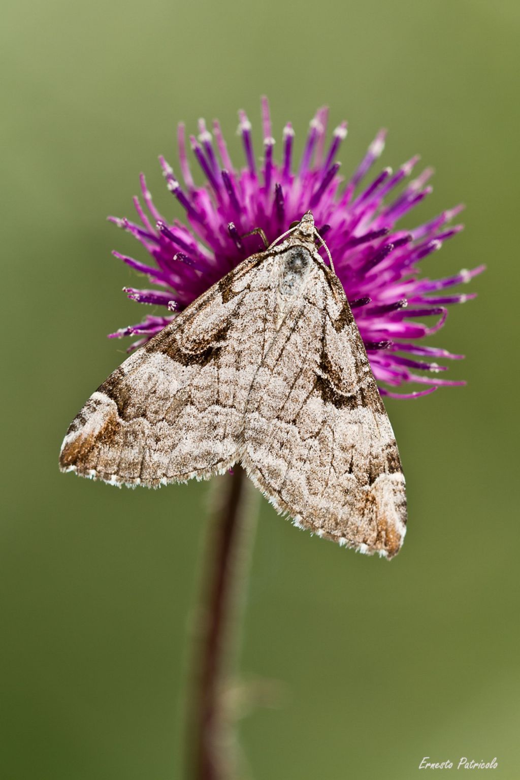 Geometridae da identificare: Aplocera praeformata